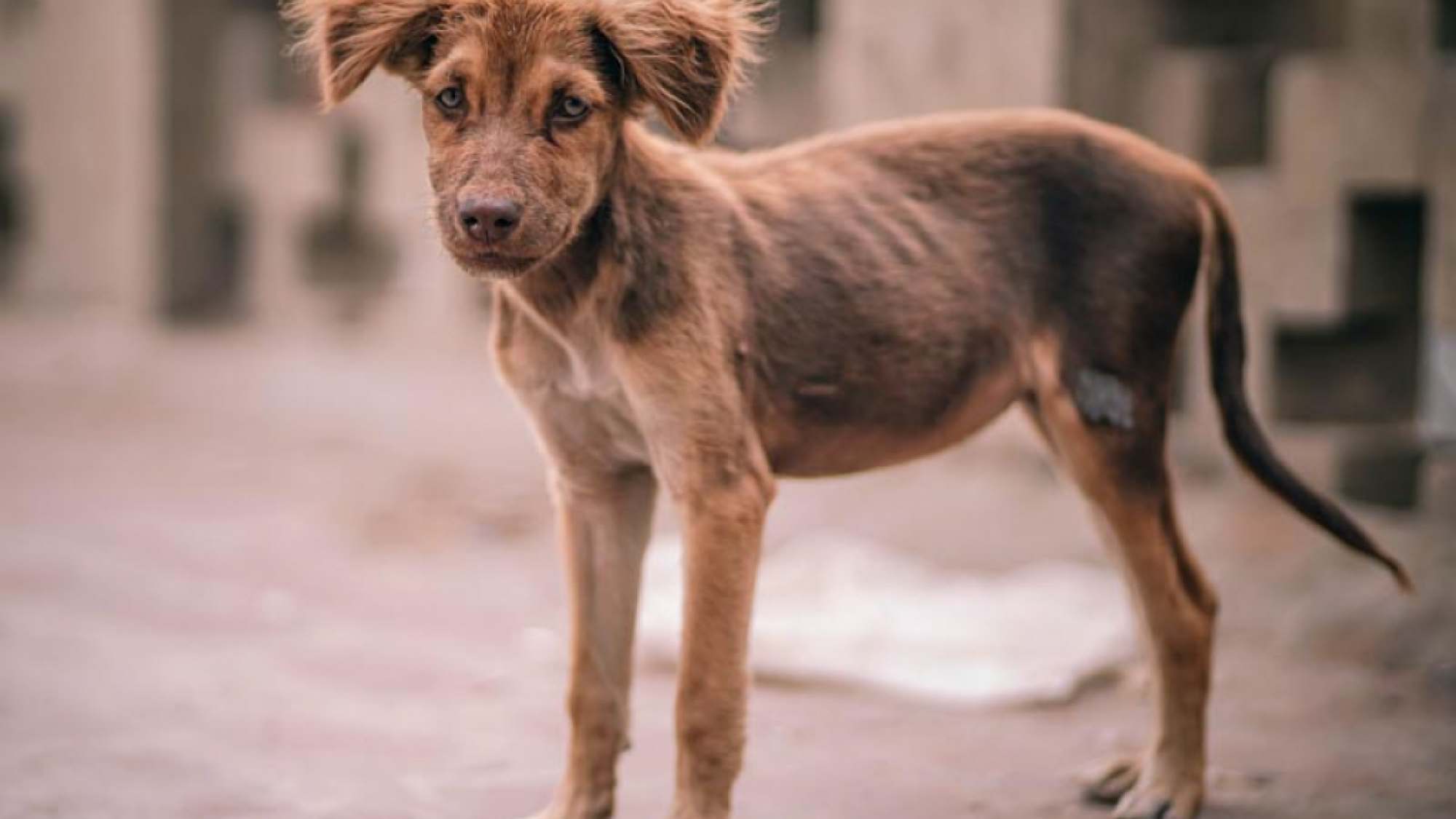 Aumenta el número de perros y gatos abandonados Mestizos Magazine