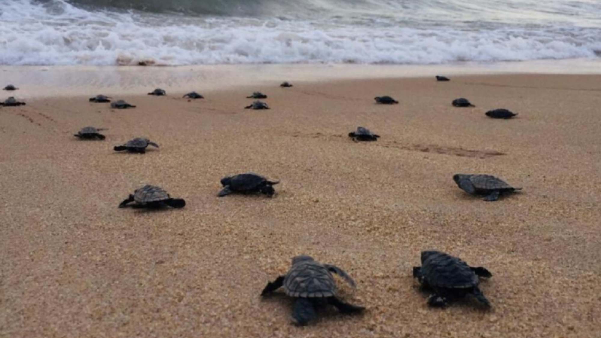 Nacen casi 100 tortugas en peligro de extinción Mestizos Magazine