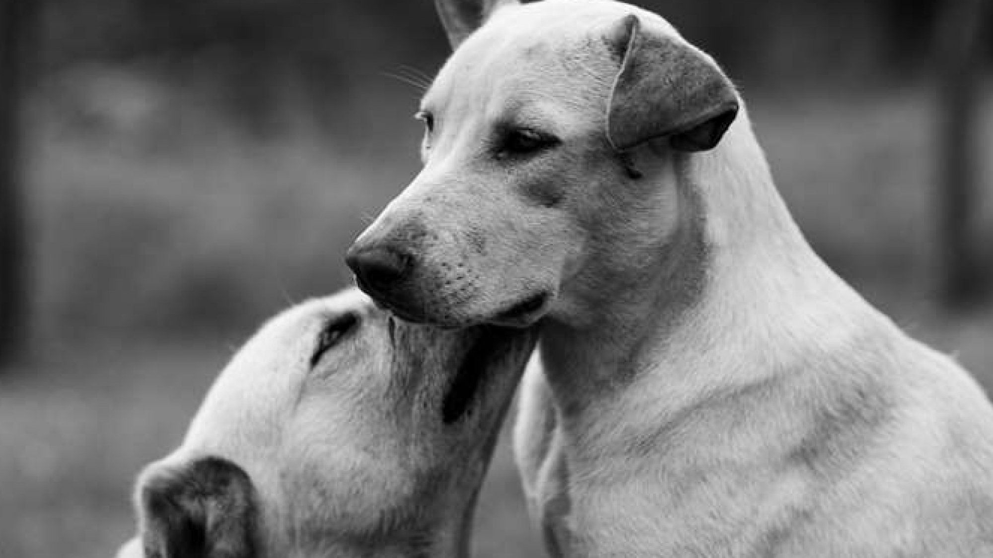 Turqu A Podr A Sacrificar A Cuatro Millones De Perros Callejeros