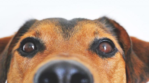 Revelan por qué los perros tienen la nariz fría