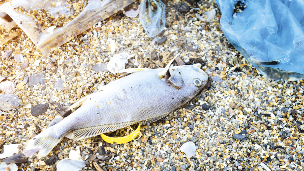 Pez en la playa / Body of death fish on the beach with plastic and junk in bad pollution photo in outdoor low lighting.