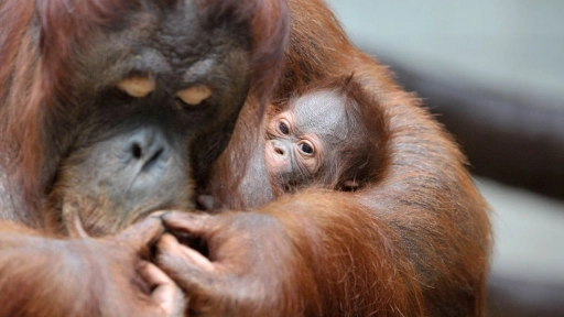 Primates de un zoo de EEUU son vacunados contra el COVID-19