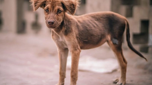 Bloque Defensa Animal y control de perros abandonados