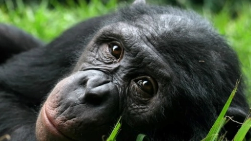 Chimpancés atienden a una hembra durante el parto