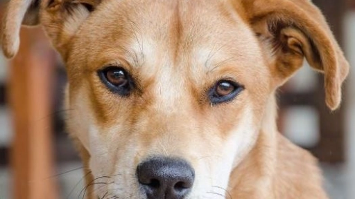 Chillán: Solicitan hogares temporales o definitivos para canes de perrera clausurada