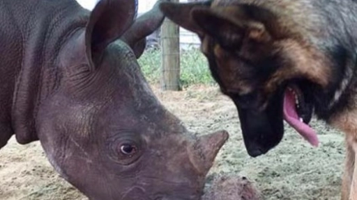 Duma es el mejor amigo de un rinoceronte huérfano