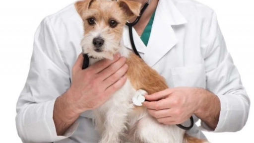 ¿Existe peligro de pandemia de gripe canina?