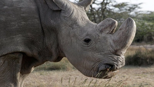 Científicos creen poder salvar de la extinción al rinoceronte blanco del norte