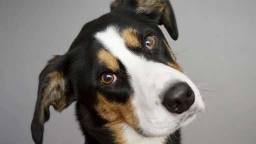 Científicos revelan origen de la irresistible mirada de los perros