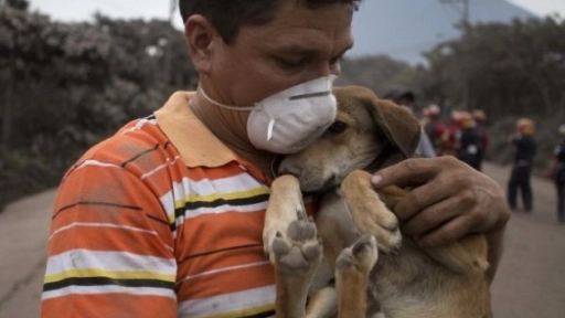 Erupción en Guatemala: Hombre regresó a rescatar a su perrita