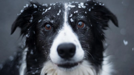9 consejos para cuidar a nuestro perro en días fríos
