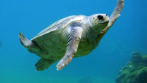 Crece misterio de tortugas decapitadas en Arica