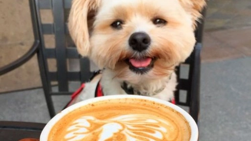 Destacado #Petfriendly: Daniels Bakery & Café