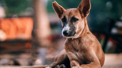 Rescatista hace llamado a albergar perros sin hogar por 24 horas