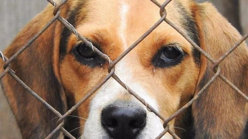 Carabineros encuentra 80 perros en criadero clandestino