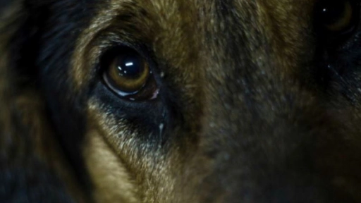 Maltrato animal en Punta Arenas: Perro pierde un ojo tras recibir una patada