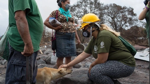 Guatemala: Rescatistas atienden a animales afectados por erupción
