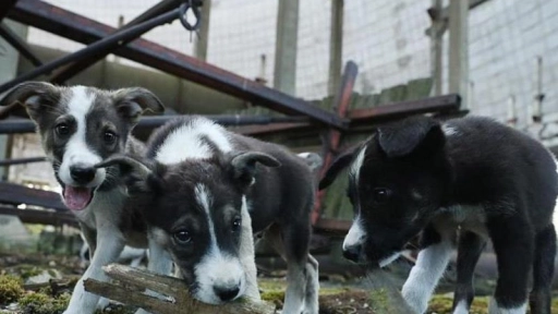 Perros de Chernóbil serán adoptados