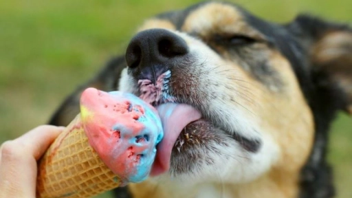 México: Polémica por helados para perros