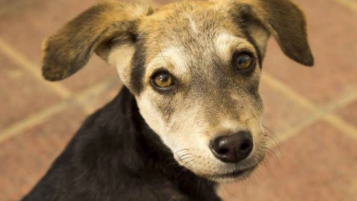 San Antonio: Acusan matanza de perros en Llolleo