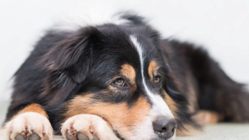 Síndrome de Disfunción Cognitiva: El alzheimer de los perros