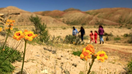 Planean crear reserva nacional para proteger el desierto florido