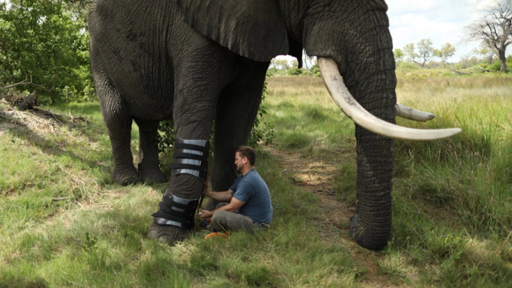 Animal Planet, Derrick attaching the prosthetic to Jabu the elephants leg.
