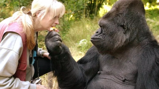 Fallece gorila que aprendió lenguaje de señas