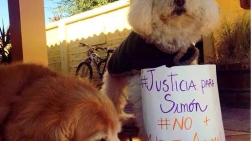 #JusticiaParaSimon: Este sábado marcha por los derechos de los animales