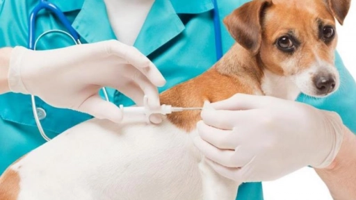 Llaman a vacunar a los animales frente a nuevos casos de rabia