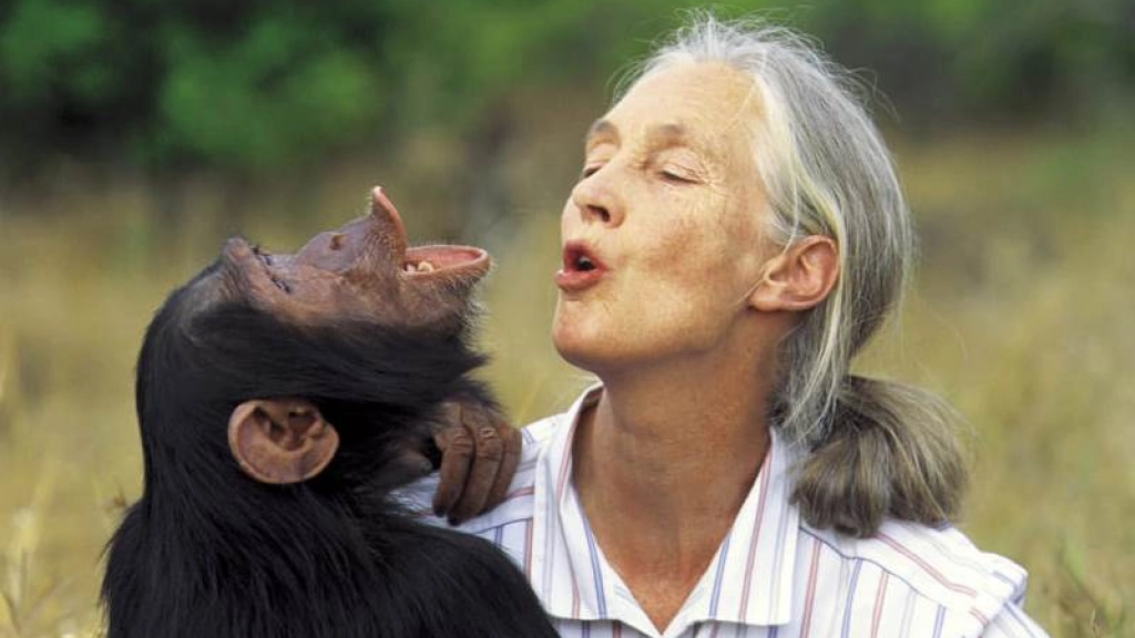 chimpance 800, 