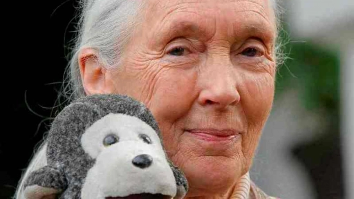 Jane Goodall te invita a celebrar el Día mundial del chimpancé