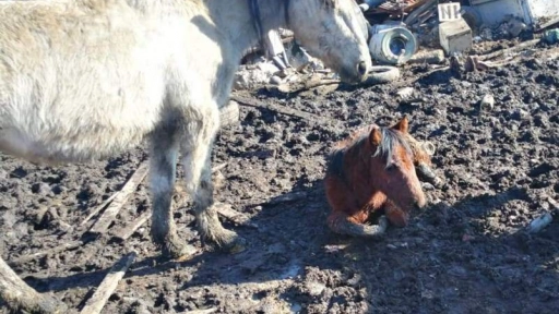 Denuncian maltrato contra caballos en Huechuraba  