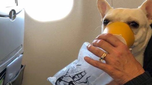 Salvan la vida de un perro durante un vuelo