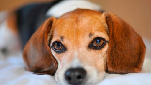 España: 32 perros serán sacrificados en el ensayo de un nuevo fármaco