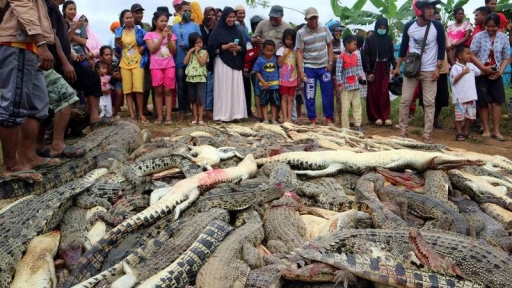 Matan a 300 cocodrilos en Indonesia sólo por venganza