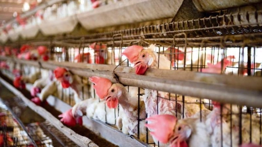 California ampliará espacio de las jaulas para los animales de granjas