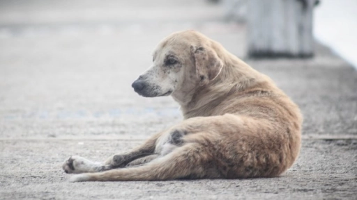 27 de julio: Día Internacional de los perros que viven en la calle