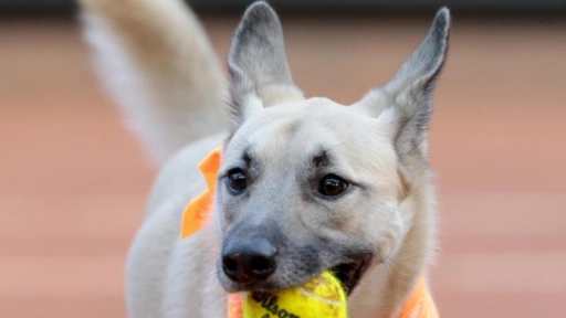 Torneo de tenis usará perros como recogepelotas