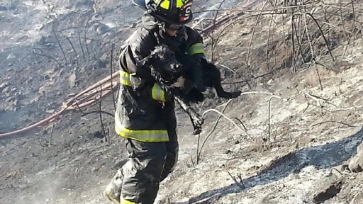 Bomberos cuentan con equipo para atender animales rescatados de incendios