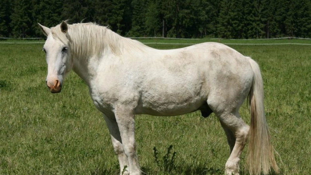 caballo 800, 