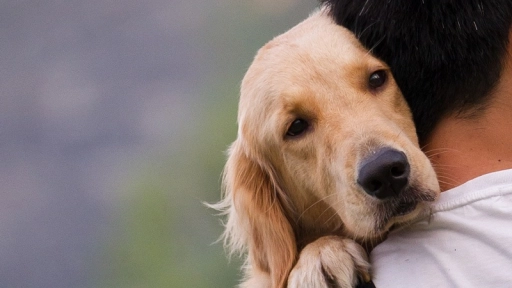 ¿Qué pasa cuando un perro ve llorando a su humano?