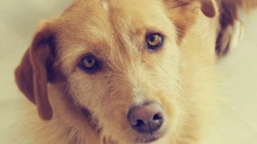 Periodista va a un refugio de perros y adopta uno