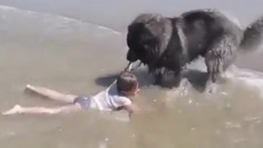 Perro salva a niña de ser arrastrada por las olas