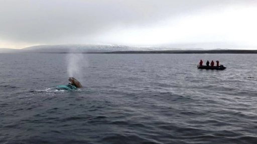 Emotivo rescate de una ballena atrapada en Cabo de Hornos