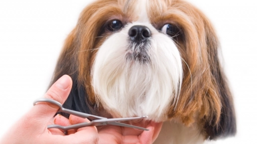 MasterGroomer show: La última tendencia en cortes de pelo para perros