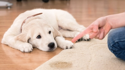Limpieza de alfombras: dato para casas con perros