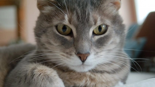 Maltrato animal: 11 gatos vivían encerrados en balcón
