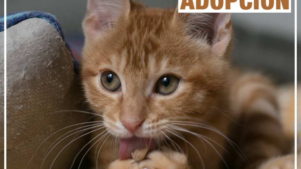 adopción gatitos fundación adopta / 