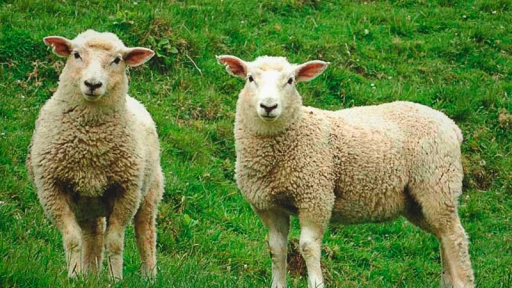 Parque Padre Hurtado alberga 120 ovejas